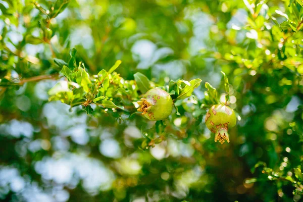 El fruto de granada de tamaño mediano en el árbol verde en Monteneg — Foto de Stock
