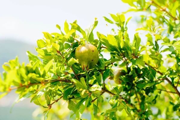 El fruto de granada de tamaño mediano en el árbol verde en Monteneg — Foto de Stock