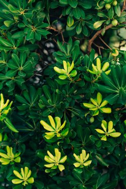 Çalılar ve ağaçlar Karadağ'ın Pittosporum. Peyzaj tasarım o