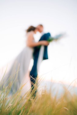 Gün batımında alanında spikelets. Gün batımında çim dokusu