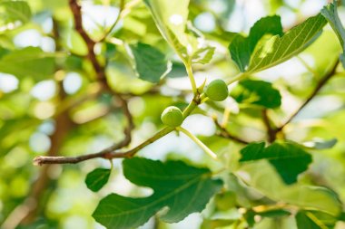 İncir ağaçları, küçük meyveler. İncir ağacı üzerinde olgunlaşma