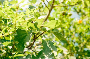 İncir ağaçları, küçük meyveler. İncir ağacı üzerinde olgunlaşma