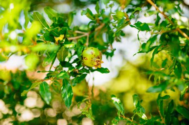 Orta ölçekli nar meyve Monteneg yeşil ağaç üzerinde