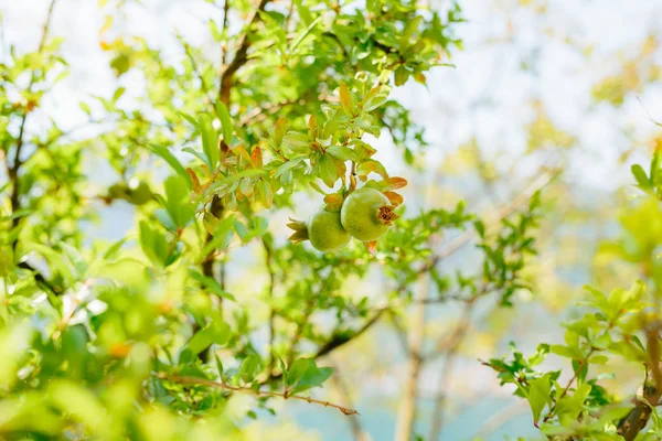 Die mittelgroße Granatapfelfrucht am Baum grün in monteneg — Stockfoto