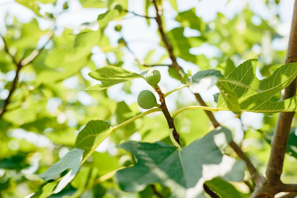 イチジクの木、小さな果実。イチジクの木に登熟 — ストック写真