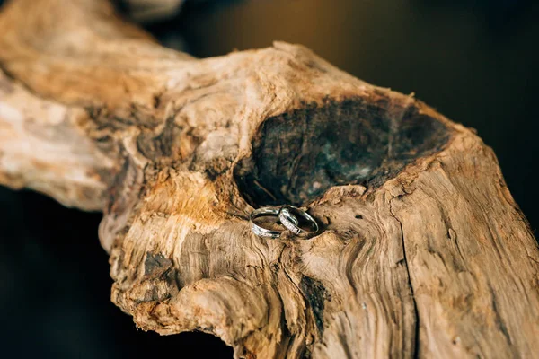 A fa kérgét jegygyűrű — Stock Fotó