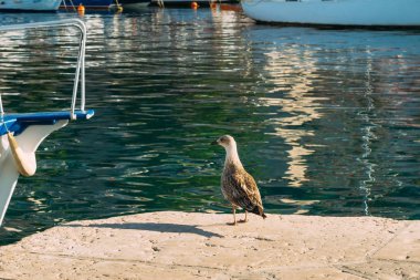 Martı tekne kalemizi üzerinde. Yakın çekim. Karadağ, Adriyatik S