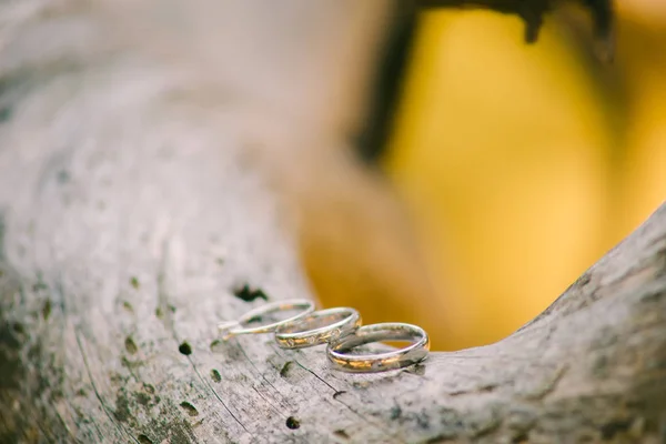 在树皮上的结婚戒指 — 图库照片