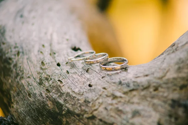 Anéis de casamento em uma casca de árvore — Fotografia de Stock