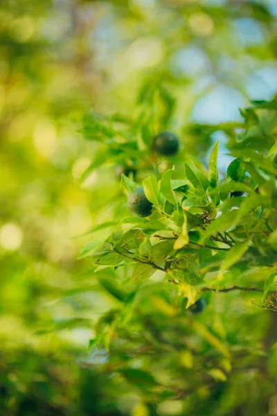 Frutti verdi di mandarino sui rami di un albero . — Foto Stock