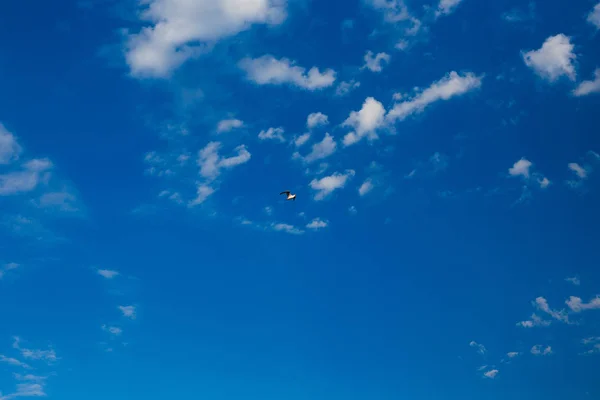 Photo of gull in sky with clouds — Stock Photo, Image