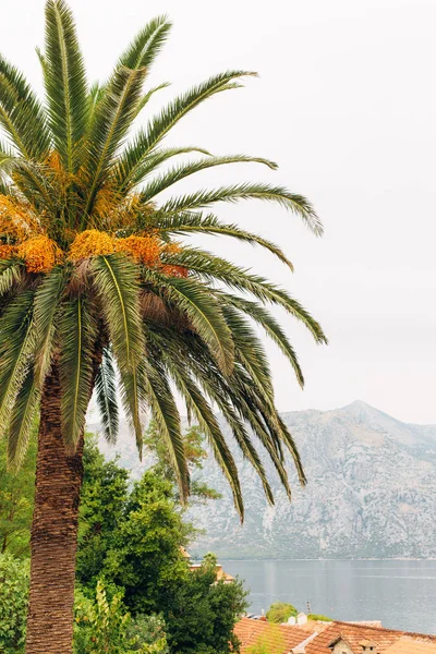 Date palm in Montenegro