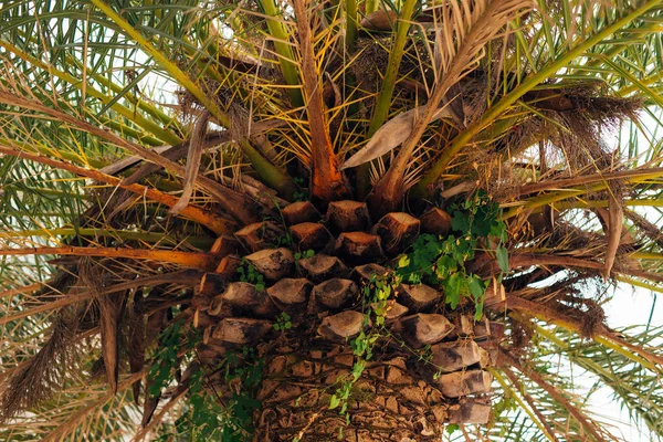 Date palm in Montenegro