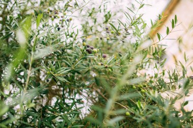 Dalları ve yaprakları bir zeytin ağacının bir zeytin Grove