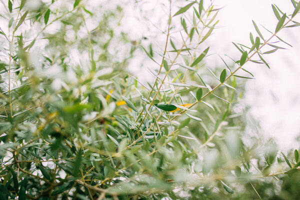 Branches and leaves of an olive tree in an olive grove