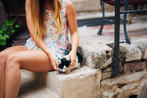 Gatos en Montenegro — Foto de Stock