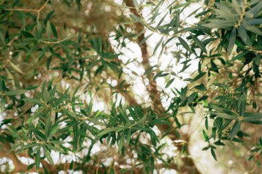 Dalları ve yaprakları bir zeytin ağacının bir zeytin Grove