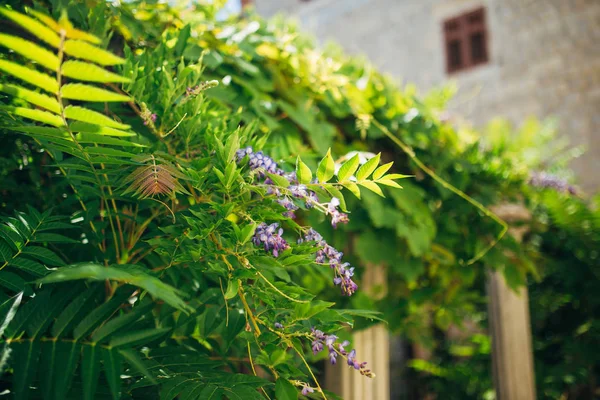Krása v keři velké wisteria — Stock fotografie