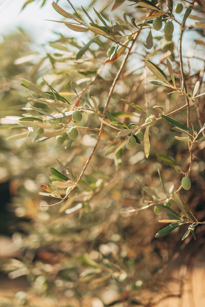 Branches and leaves of an olive tree