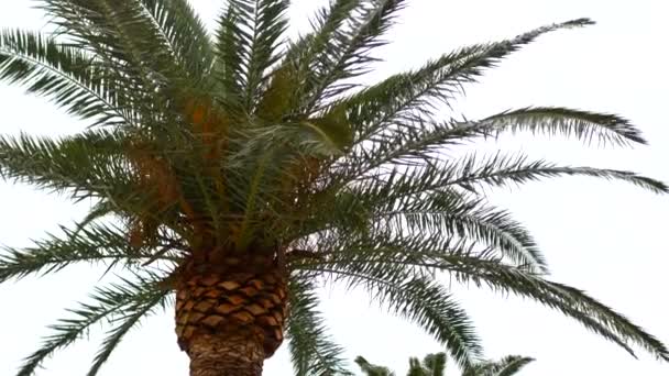 Palm tree. Datum träd Montenegro. — Stockvideo