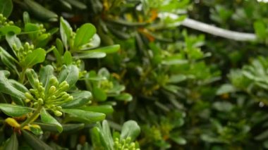 Çalılar ve ağaçlar Karadağ'ın Pittosporum. Peyzaj tasarım o