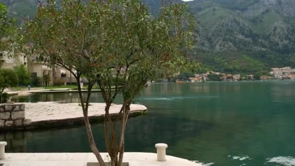 Flowering oleander trees in Montenegro, the Adriatic Sea and the — Stock Video