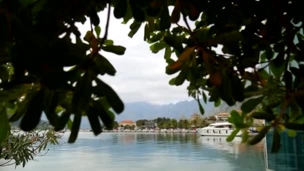 Cserjék és a fák Pittosporum, Montenegróban. Parkosítás design o — Stock videók