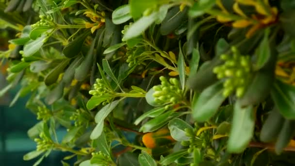 Arbustes et arbres Pittosporum au Monténégro. Conception d'aménagement paysager o — Video