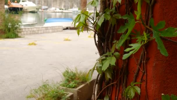 La puerta de entrada de la casa roja. Patio trasero de la casa. Plantas cur — Vídeo de stock