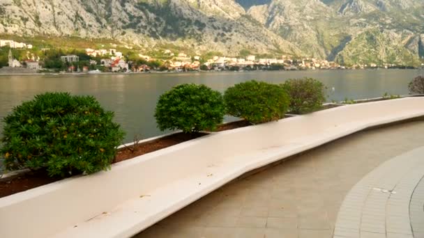 Arbustos e árvores Pittosporum em Montenegro. Projeto paisagístico o — Vídeo de Stock