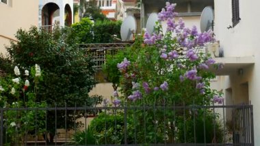 Villa yakınındaki avluda mor leylak ağacı. Çiçekler