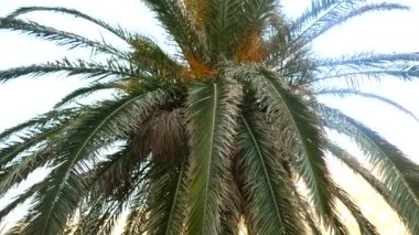 Bir dalı palmiye ağacı yakın çekim. Karadağ'daki tarihi ağaç.