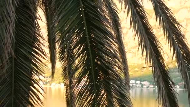 Una rama de palmera de cerca. Árbol de fechas en Montenegro . — Vídeos de Stock