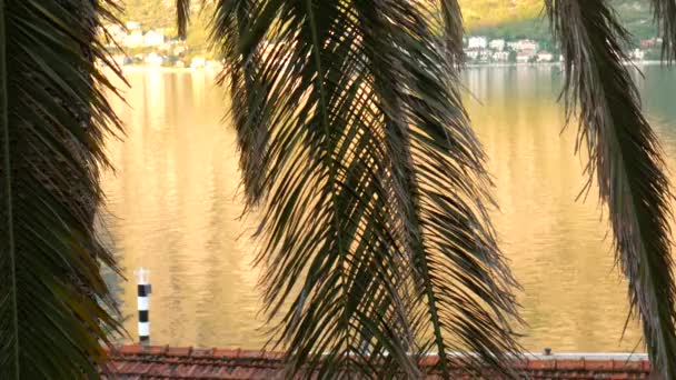 Palm tree közelről ága. Randi fa a Montenegró. — Stock videók