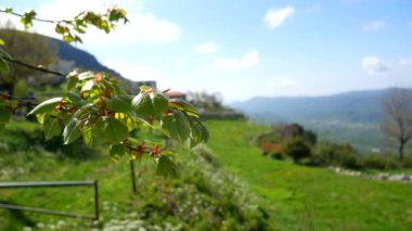 Mera dağlarda hayvanlar için. Çiçek ve bitki Mont içinde