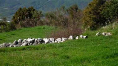Mera dağlarda hayvanlar için. Çiçek ve bitki Mont içinde