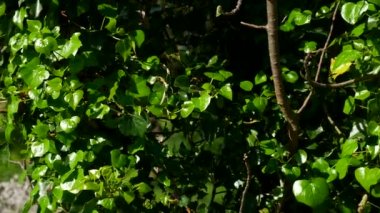 Ağaçlar Ivy ile büyümüş. Ormandaki yabani bitkilerin doku