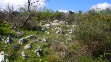 Dağlar, ağaçlar yetiştiği kayalık toprakta. Çiçekler ve ağaçlar