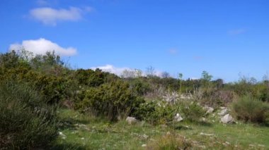 Dağlar, ağaçlar yetiştiği kayalık toprakta. Çiçekler ve ağaçlar