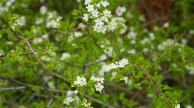 Çiçekli kiraz dallar. Çiçekli meyve ağaçları Karadağ