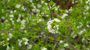 Çiçekli kiraz dallar. Çiçekli meyve ağaçları Karadağ