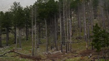 Kalın sis orman ve dağlar n Köyü