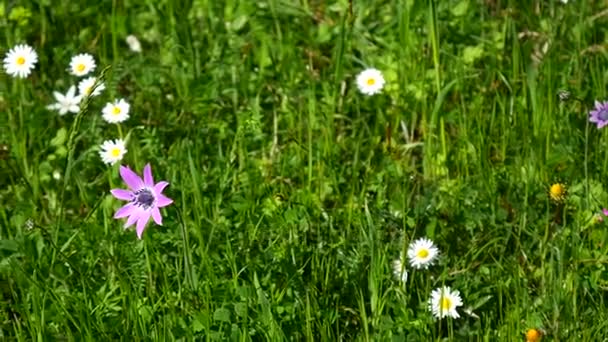 De aard van Montenegro. Wilde bloemen in de bergen. Adriati — Stockvideo