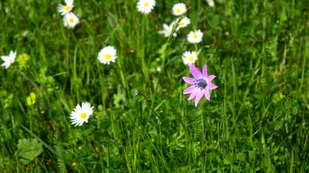 De aard van Montenegro. Wilde bloemen in de bergen. Adriati — Stockvideo