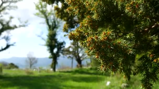 Зелені гілки їли на дереві в лісі — стокове відео