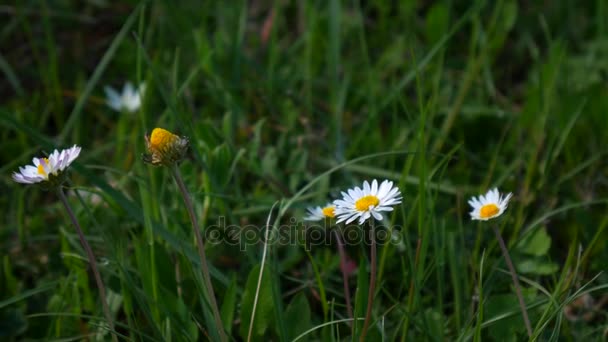 A natureza do Montenegro. Flores silvestres nas montanhas. Adriati. — Vídeo de Stock