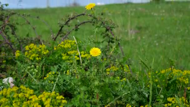 Flores de Taraxacum en hierba verde — Vídeos de Stock