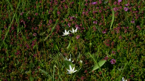 Das Wesen Montenegros. Wildblumen in den Bergen. adriati — Stockvideo