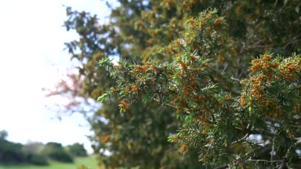 Πράσινα κλαδιά έτρωγαν σε ένα δέντρο στο δάσος — Αρχείο Βίντεο