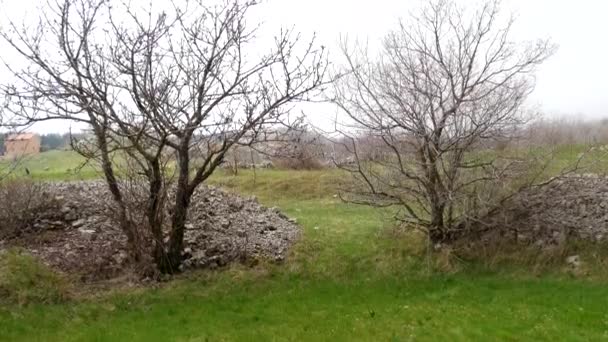 Brouillard épais dans la forêt et dans les montagnes dans le village de N — Video